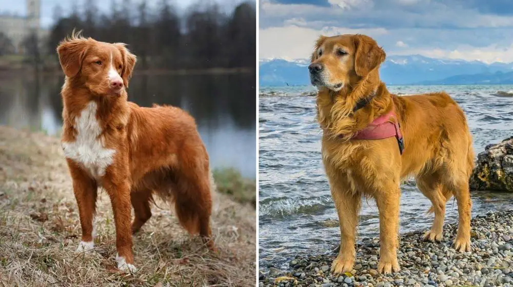 Nova Scotia Duck Tolling Retriever vs Golden Retriever