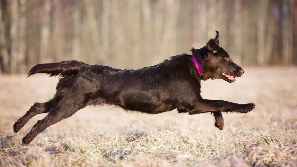 A Flat-coated Retriever running. People often mistake this breed for a black golden retriever.