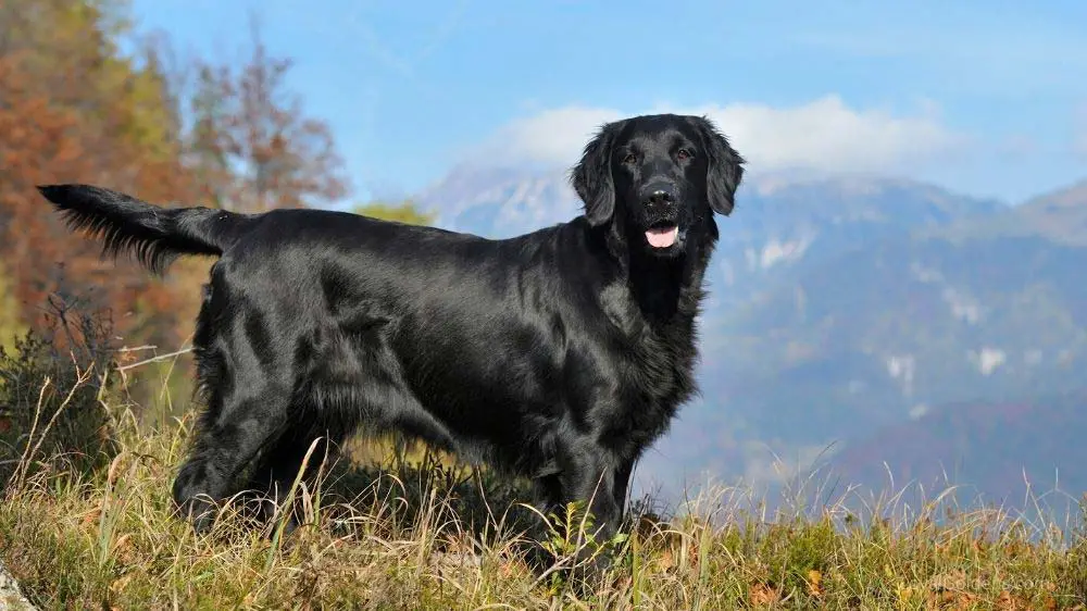 A "Black Golden Retriever" (aka Flat-coated retriever)