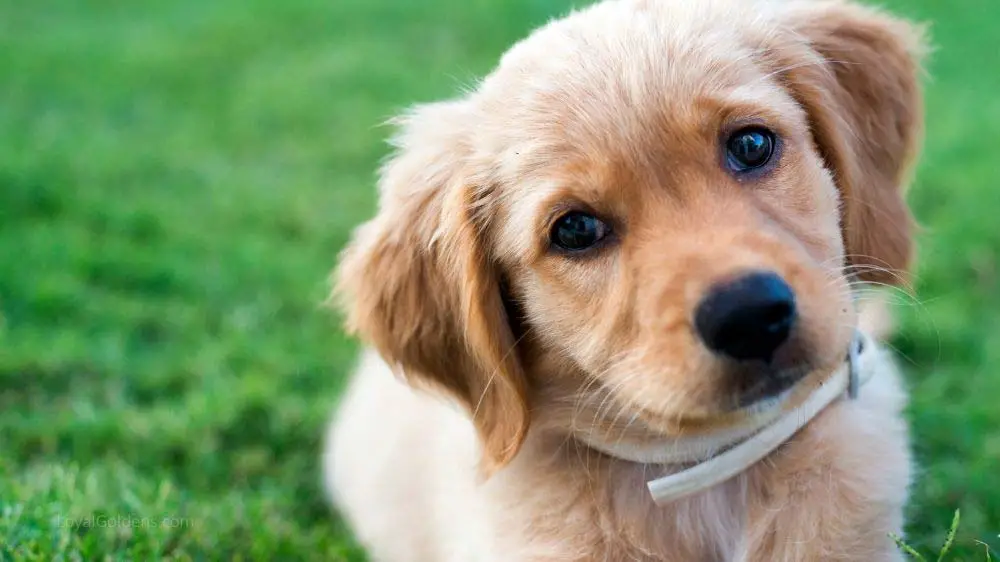 The 15 best boy names for a golden retriever.