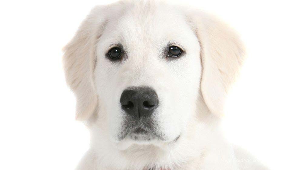 An English Cream Golden Retriever on a white background.