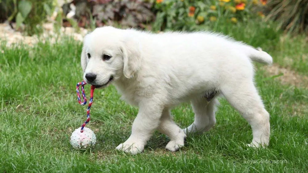 An English Cream Golden Retriever puppy playing in the backyard.