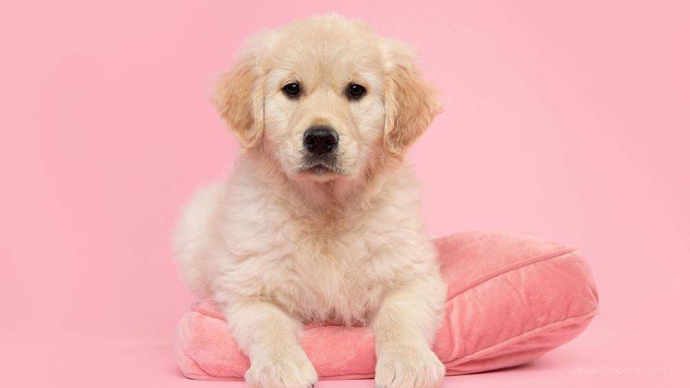 21 of the best female Golden Retriever names.