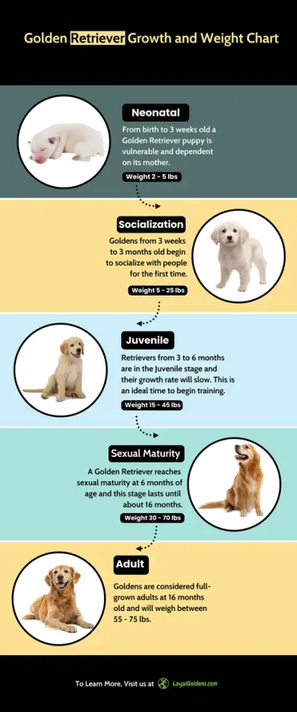 Golden Retriever growth and weight chart