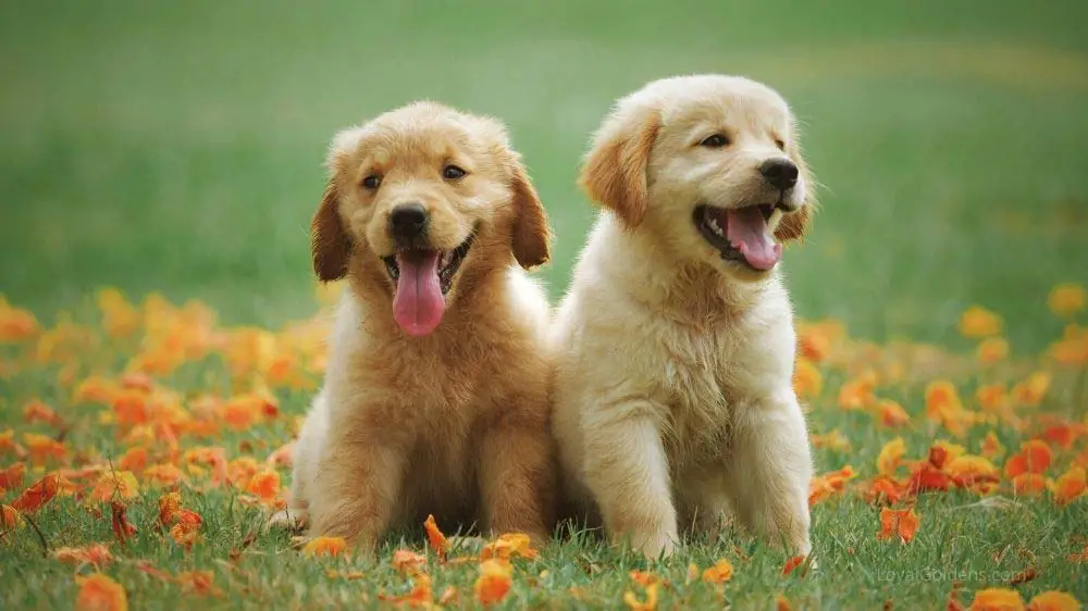 Two golden retriever puppies will grow at different rates. Check out this growth chart.