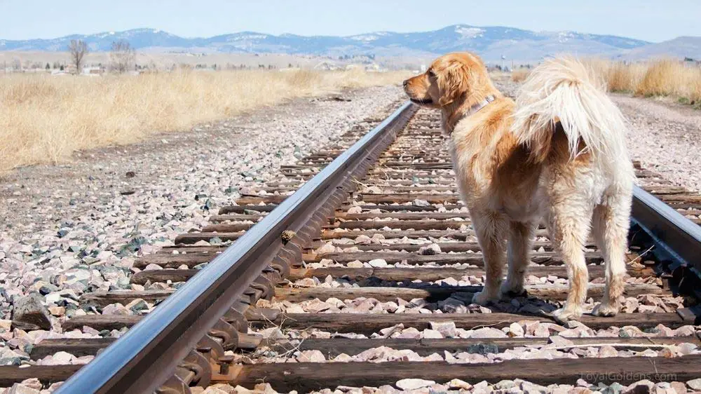 Microchipping a Golden retriever will help you find him if he gets lost.