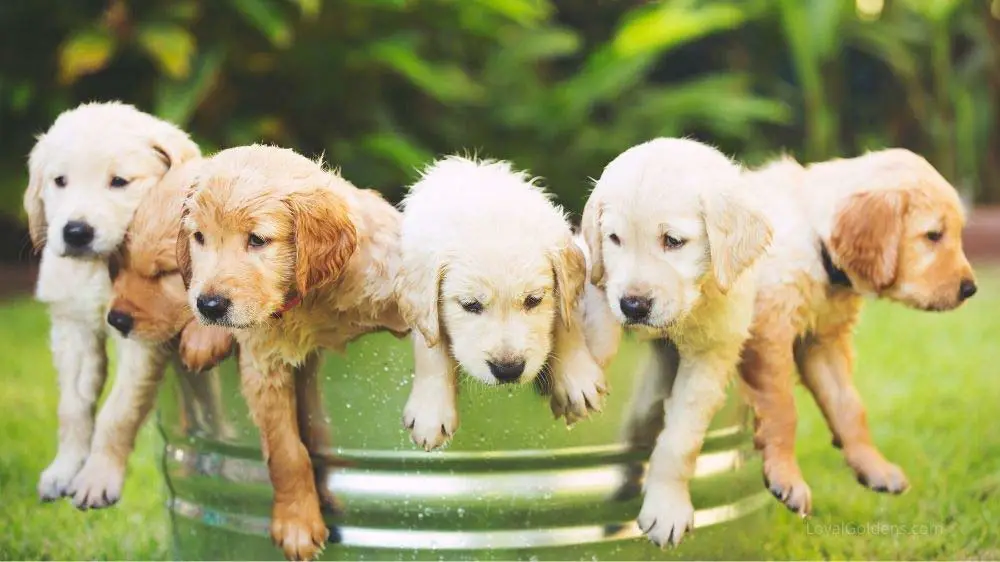 A litter of Golden retriever puppies.