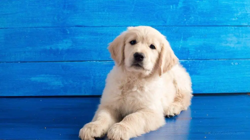 Is there such a thing as a White Golden Retriever? Introducing the English Cream Golden Retriever.