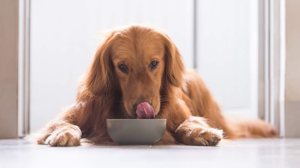 Pica may cause Golden Retrievers to eat grass.