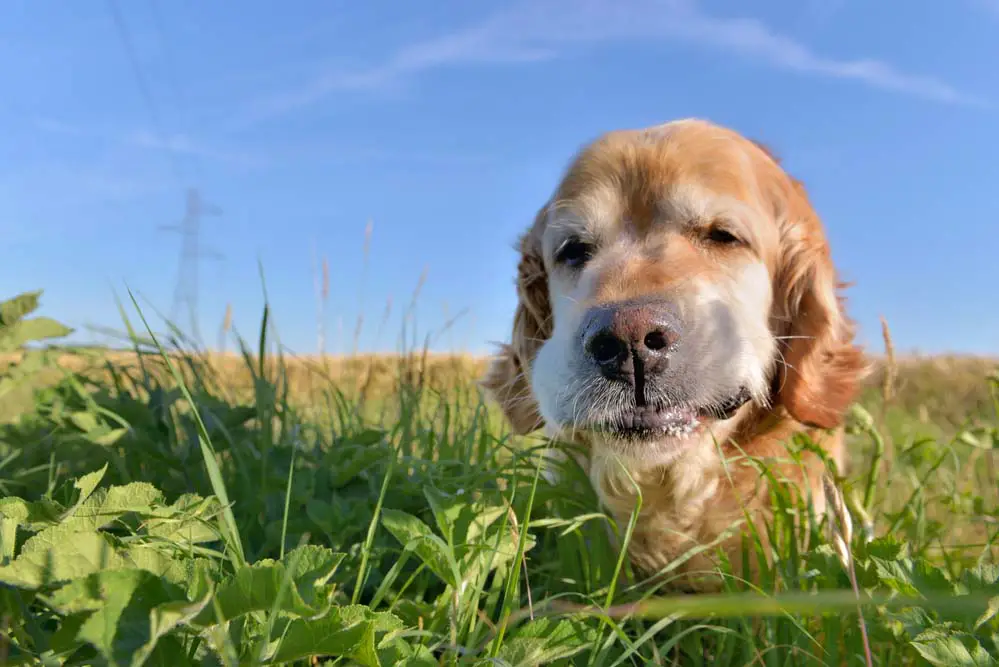 why-golden-retrievers-other-dogs-eat-grass-loyal-goldens