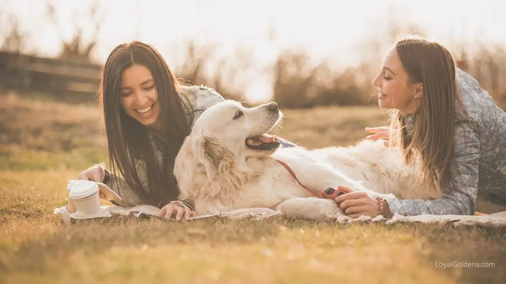 A ticklish Golden retriever enjoying attention.