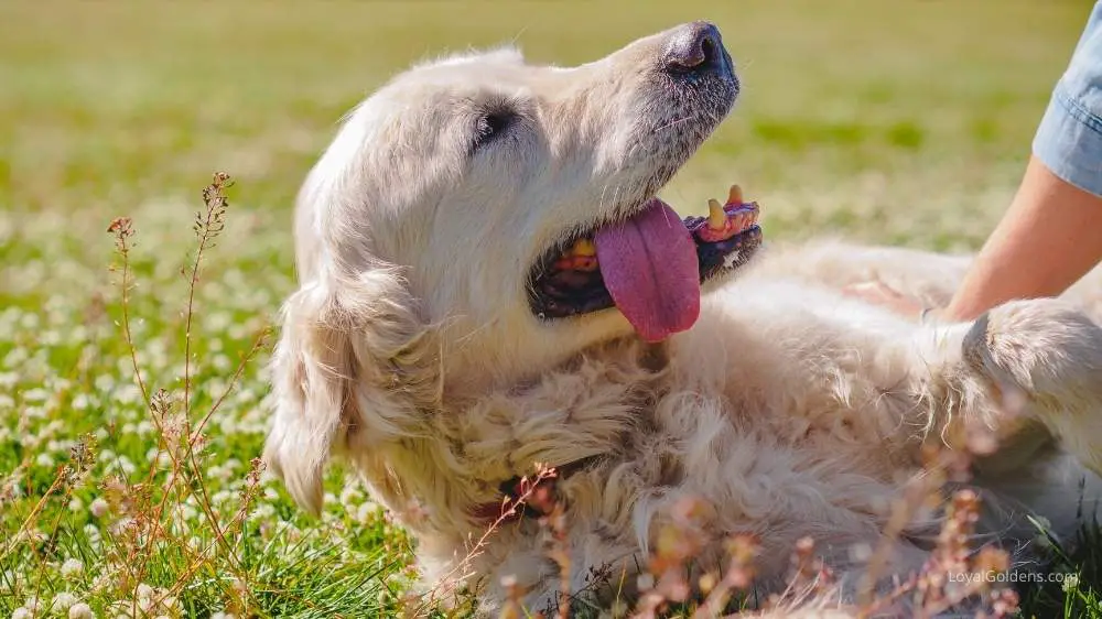 Are Golden Retrievers Ticklish? (The Surprising Truth)